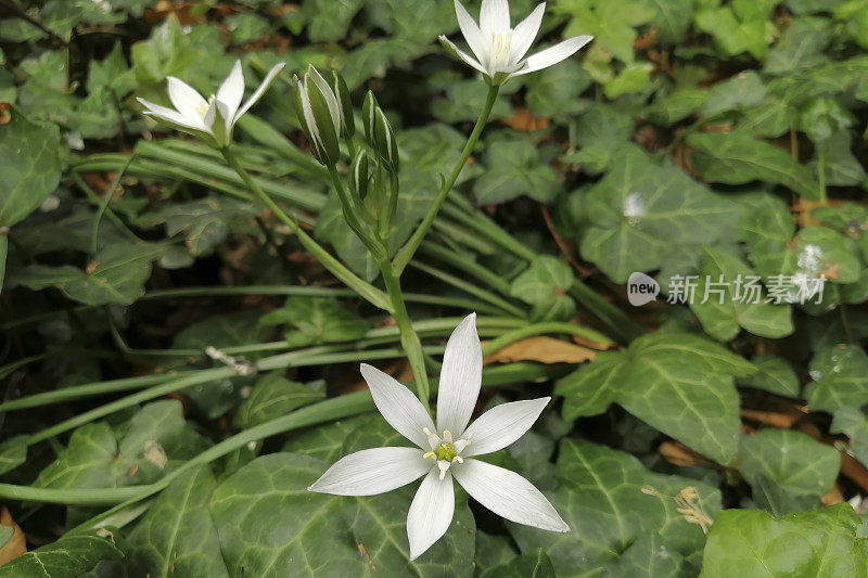 伯利恒之星(Ornithogalum umbellatum)